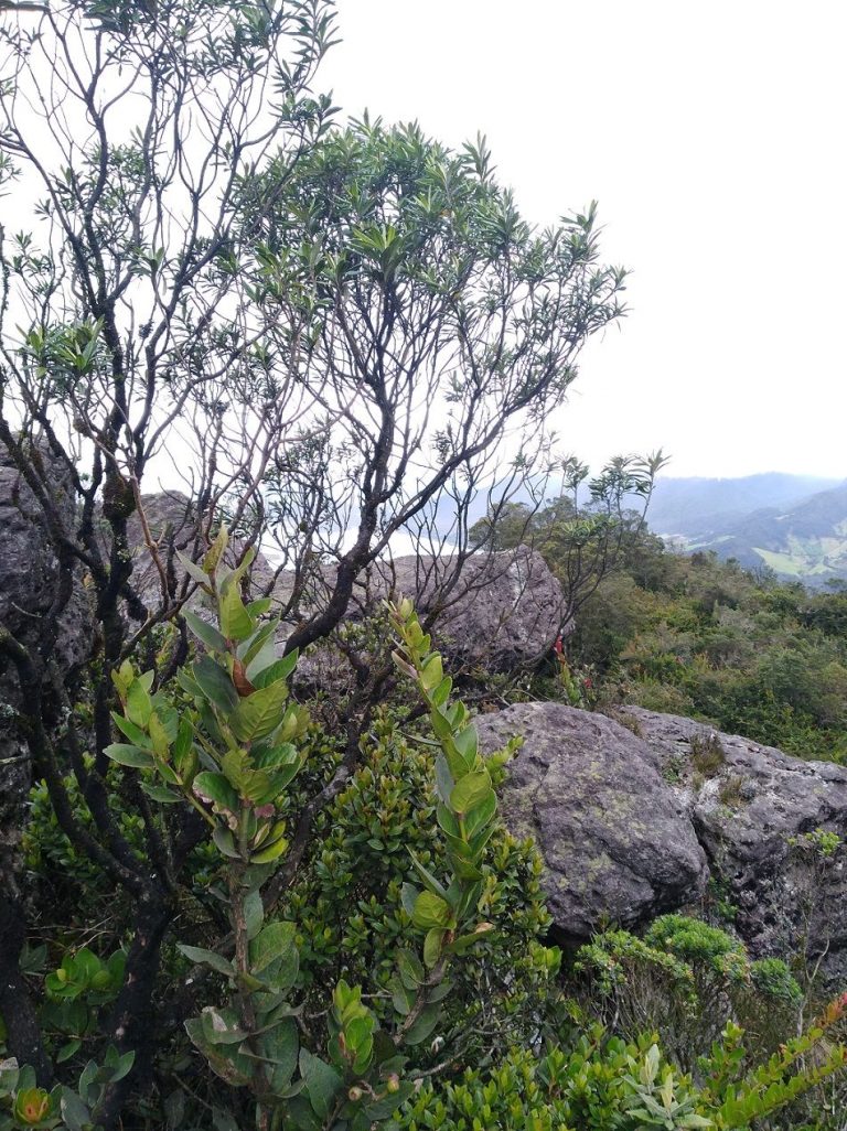 Reserva Forestal - Vivamemoria